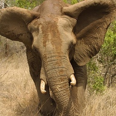 real tusker
