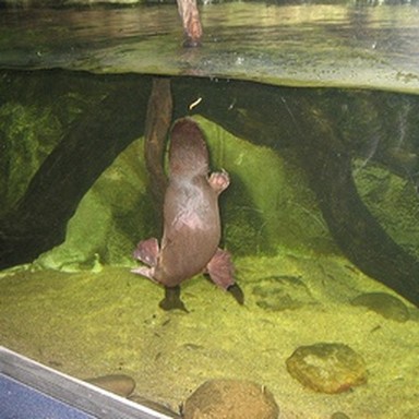 real platypus