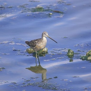 real dowitcher
