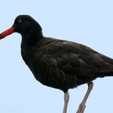 real oystercatcher