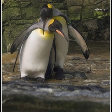 real king penguin