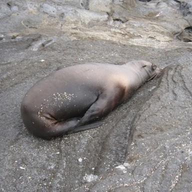 real sea lion