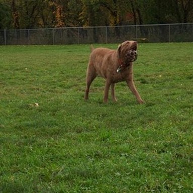 real Chesapeake Bay retriever