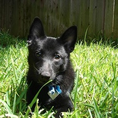 real schipperke