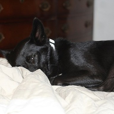 real kelpie