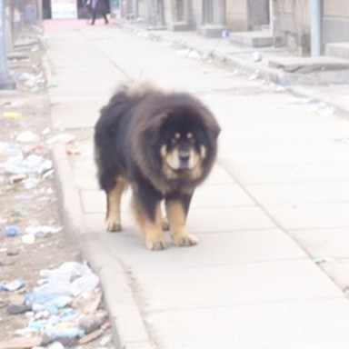 synth Tibetan mastiff