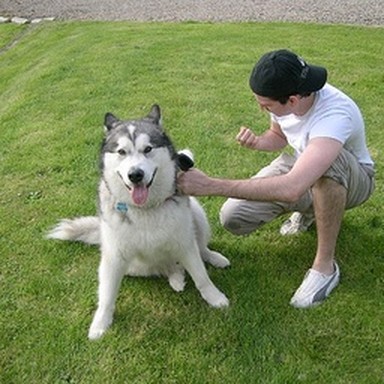 real malamute