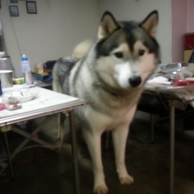 synth malamute