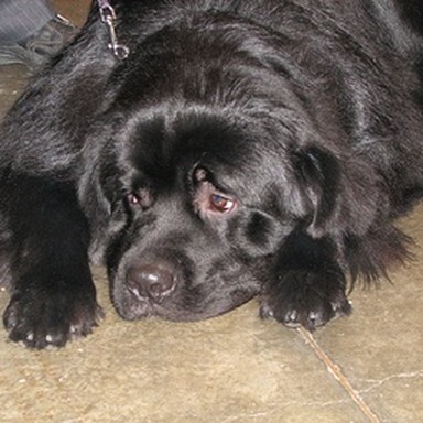 real Newfoundland