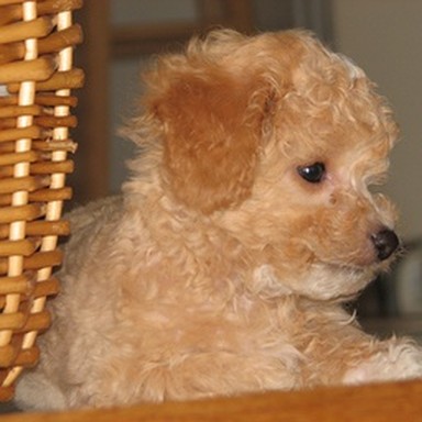 real toy poodle