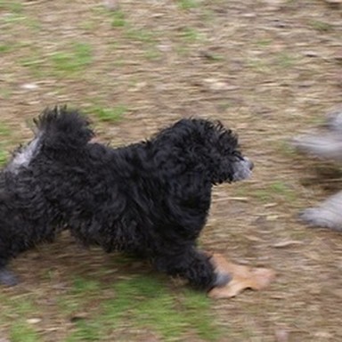 real miniature poodle