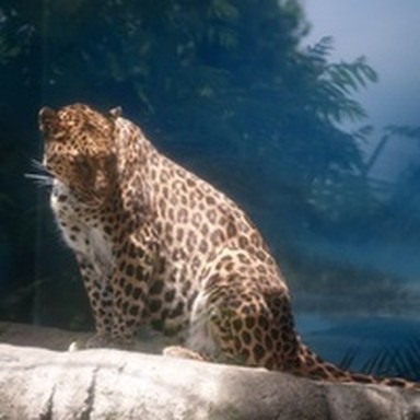 real leopard