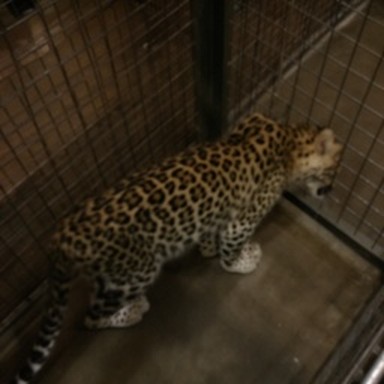 synth leopard
