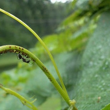 real ant