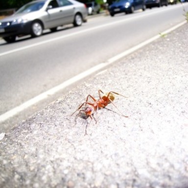 synth ant