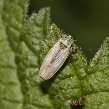 real leafhopper