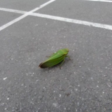 synth leafhopper