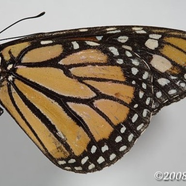 real monarch