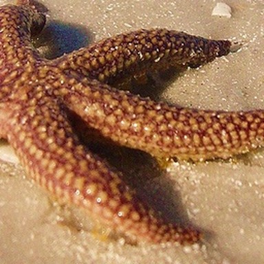 real starfish