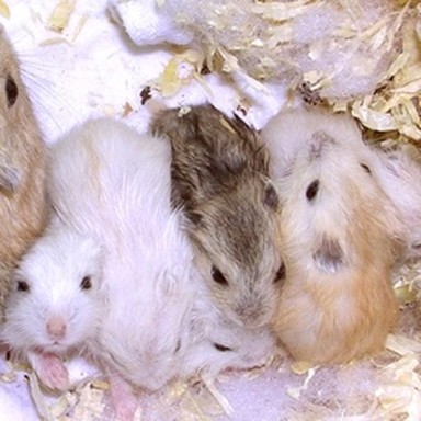 real hamster