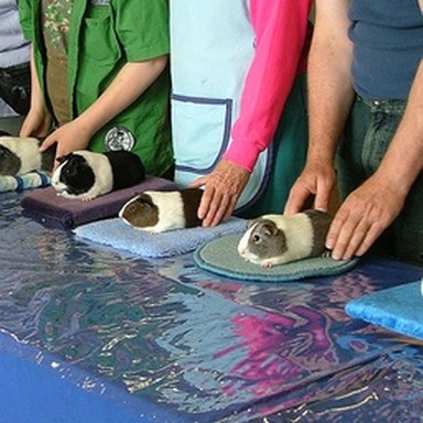 real guinea pig