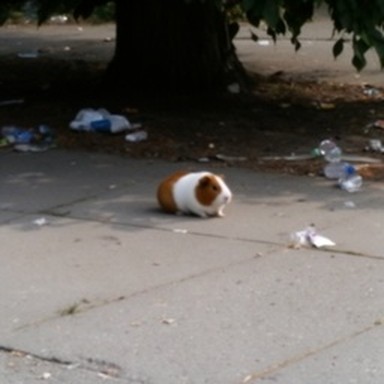 synth guinea pig