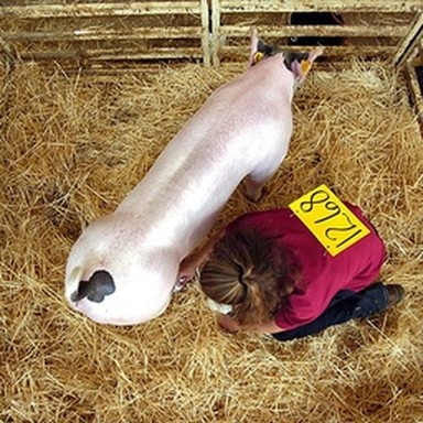 real hog