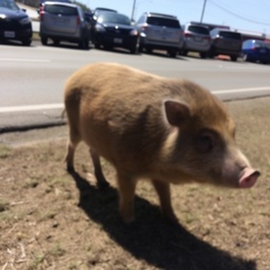 synth hog