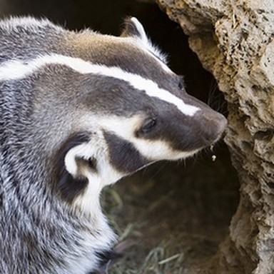 real badger