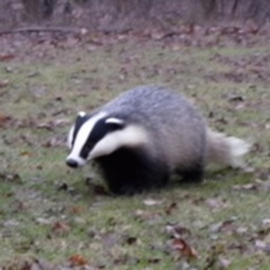 synth badger