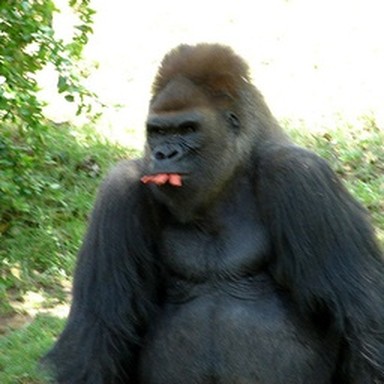 real gorilla