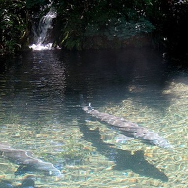 real sturgeon