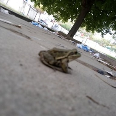 synth amphibian