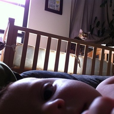 real cradle