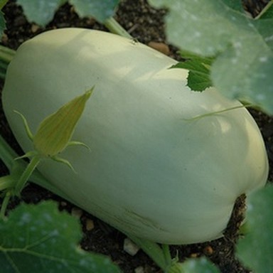 real spaghetti squash