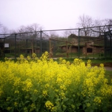 synth rapeseed