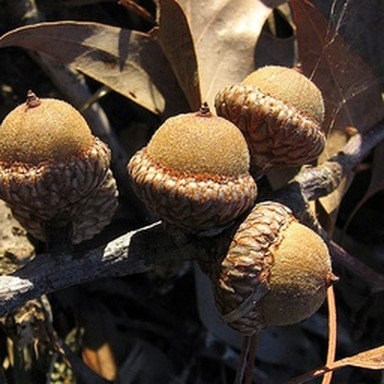 real acorn